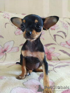 Additional photos: Russian Toy Terrier girl