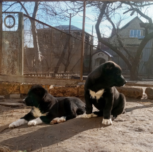 Photo №3. Puppies SAO (alabay). Ukraine