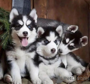 Photo №1. siberian husky - for sale in the city of Vilnius | negotiated | Announcement № 119697