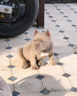 Photo №2 to announcement № 137877 for the sale of american bully - buy in United States private announcement