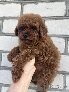 Photo №4. I will sell non-pedigree dogs in the city of Kiev. private announcement, from nursery, breeder - price - 723$