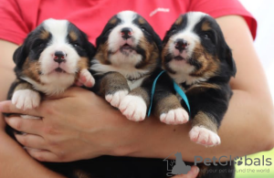 Photo №4. I will sell bernese mountain dog in the city of Mogilyov. breeder - price - 600$