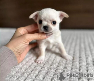 Photo №2 to announcement № 90315 for the sale of chihuahua - buy in Germany private announcement