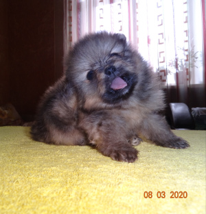 Photo №1. pomeranian - for sale in the city of Ryazan | 625$ | Announcement № 5907