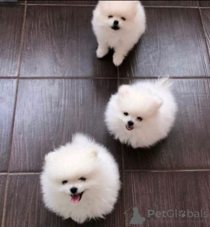 Photo №1. pomeranian - for sale in the city of Байсогала | 370$ | Announcement № 37091