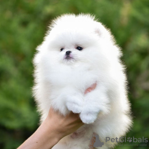 Photo №3. pomeranian. Germany