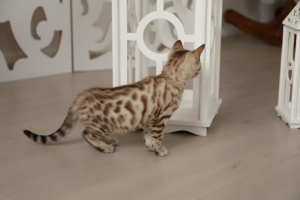 Photo №2 to announcement № 924 for the sale of bengal cat - buy in Russian Federation breeder