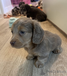 Photo №2 to announcement № 163655 for the sale of dachshund - buy in Netherlands breeder