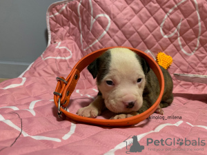 Additional photos: American Bully XL/standard/classic puppies