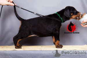 Photo №2 to announcement № 10453 for the sale of dobermann - buy in Russian Federation from nursery