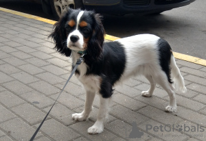 Photo №2 to announcement № 15443 for the sale of cavalier king charles spaniel - buy in Belarus private announcement