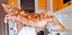 Photo №2 to announcement № 134980 for the sale of maine coon - buy in Russian Federation breeder