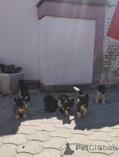 Photo №3. American Akita puppies. Serbia