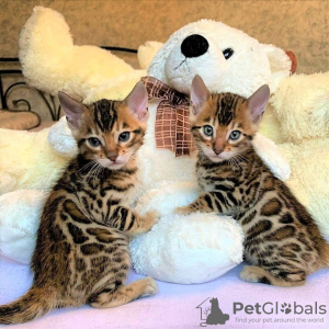 Photo №2 to announcement № 9072 for the sale of bengal cat - buy in France from nursery, breeder