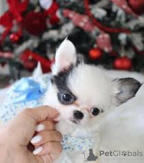 Photo №1. chihuahua - for sale in the city of Brussels | 723$ | Announcement № 165226