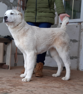 Photo №1. central asian shepherd dog - for sale in the city of Orsha | Negotiated | Announcement № 5722