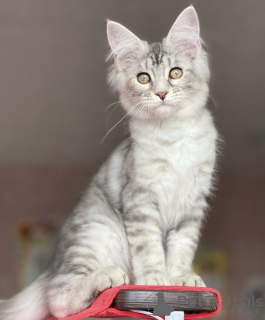 Photo №2 to announcement № 163471 for the sale of maine coon - buy in Germany breeder