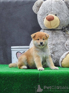 Photo №2 to announcement № 91075 for the sale of shiba inu - buy in Serbia 