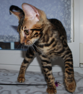 Photo №1. bengal cat - for sale in the city of St. Petersburg | 466$ | Announcement № 1615