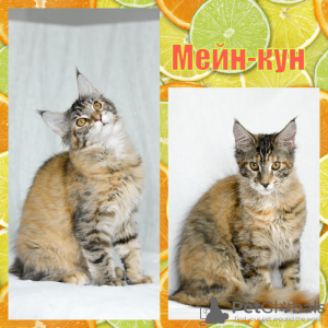 Photo №4. I will sell maine coon in the city of Kemerovo. breeder - price - negotiated