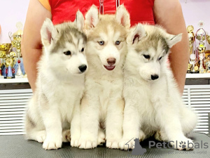 Photo №2 to announcement № 26427 for the sale of siberian husky - buy in Russian Federation private announcement