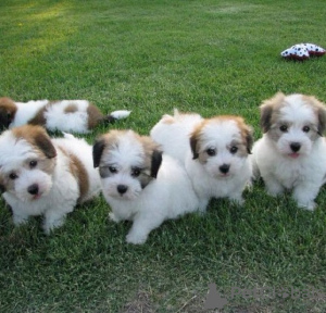 Photo №1. coton de tulear - for sale in the city of Trier | 141$ | Announcement № 129414