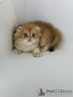 Additional photos: Scottish fold golden kitten