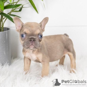 Photo №1. french bulldog - for sale in the city of Sofia | negotiated | Announcement № 111769