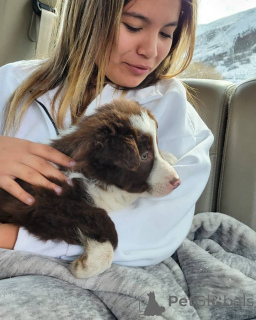 Photo №1. australian shepherd - for sale in the city of Berga | negotiated | Announcement № 171781