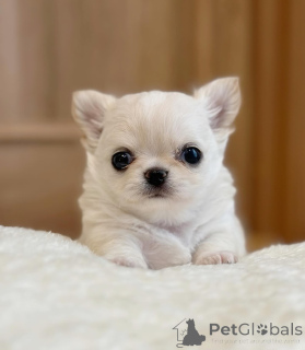 Photo №2 to announcement № 147268 for the sale of chihuahua - buy in United States breeder