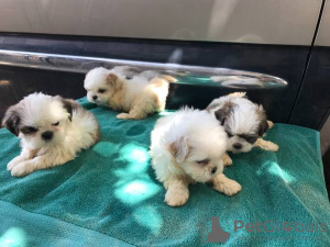 Photo №2 to announcement № 112250 for the sale of shih tzu - buy in Germany 