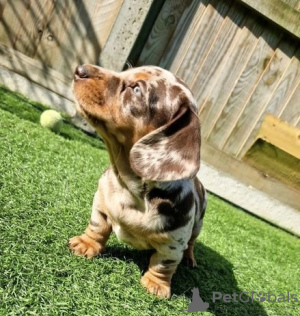 Photo №1. dachshund - for sale in the city of Филадельфия | Is free | Announcement № 59081