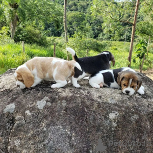 Additional photos: beagle puppies