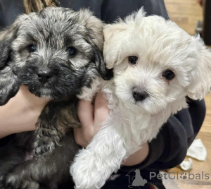 Photo №1. maltipu - for sale in the city of Berlin | 847$ | Announcement № 149825