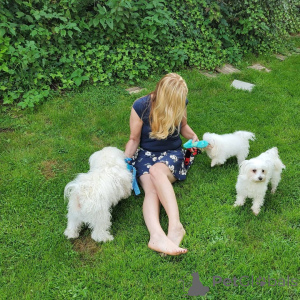 Photo №1. maltese dog - for sale in the city of Charlotte Amalie | 400$ | Announcement № 139127