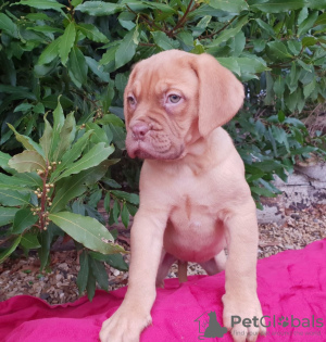 Photo №2 to announcement № 36077 for the sale of dogue de bordeaux - buy in Lithuania private announcement