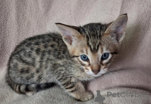 Photo №1. savannah cat - for sale in the city of Przeworsk | 361$ | Announcement № 178694