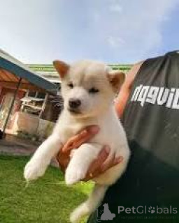 Photo №3. Shiba Inu-puppy's te koop. Belgium