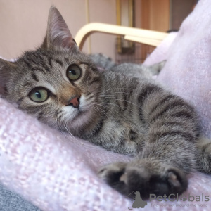 Additional photos: Little kitten Lyolik is looking for a home and a loving family!