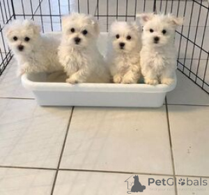 Photo №1. maltese dog - for sale in the city of Uhmardu | negotiated | Announcement № 169262
