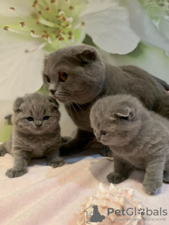 Photo №1. scottish fold - for sale in the city of Berlin | 300$ | Announcement № 82110