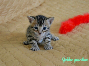 Photo №1. bengal cat - for sale in the city of Velikiy Novgorod | 266$ | Announcement № 2931