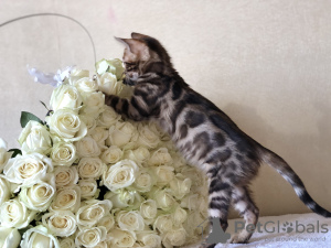 Photo №2 to announcement № 37346 for the sale of bengal cat - buy in United Kingdom private announcement, from nursery, breeder