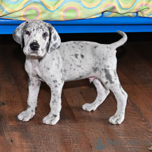 Photo №1. great dane - for sale in the city of Dusseldorf | negotiated | Announcement № 109170