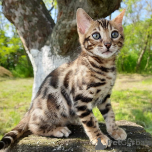 Photo №1. bengal cat - for sale in the city of Paris | 264$ | Announcement № 124267