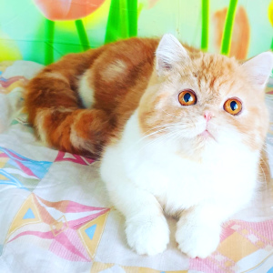 Photo №1. exotic shorthair - for sale in the city of Tiraspol | 217$ | Announcement № 5650