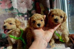 Photo №2 to announcement № 168837 for the sale of maltipu - buy in Ukraine from nursery
