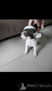 Photo №2 to announcement № 165483 for the sale of chihuahua - buy in United States breeder