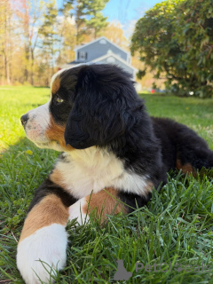 Photo №3. Bernese Mountain Dog Puppies Big Fluffy Companions. Germany