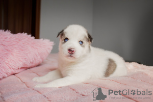 Photo №2 to announcement № 9574 for the sale of siberian husky - buy in Ukraine private announcement, from nursery